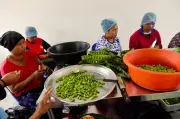 Perjuangan Hak Tanah Orang Asli: Wanita di Barisan Hadapan Pertahanan Warisan