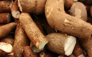 Permintaan ubi kayu melonjak, jadikan tanaman ini lombong emas petani Kemboja