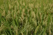 Petani Padi Desak Sokongan Kerajaan Lebih Tegas Hadapi Kos Meningkat, Keselamatan Makanan Terancam