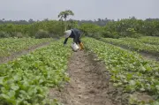 Petani Sayur Malaysia Hadapi Tekanan Kos, Ada Yang Kurangkan Pengeluaran