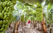 Pisang: Sekutu Tidak Terduga dalam Pemuliharaan Hutan di Asia Tenggara