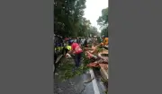 Pokok Tumbang Hempas Kenderaan Berhampiran FRIM, Pemandu Lolos Cedera