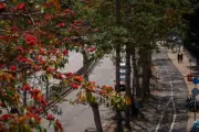 Pokok 'Wira' Hong Kong Hilang Keindahan Akibat Pemanasan Iklim Global