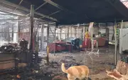 Pusat perlindungan haiwan perlukan dana selepas kebakaran tragis