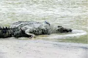 Sabah digesa perketat kawalan buaya di Sungai Kinabatangan