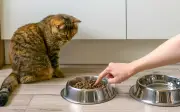 Sains Dedah Rahsia Kucing Tinggalkan Makanan: Bukan Kenyang, Tapi Bosan Bau