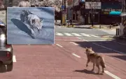 Serigala Lari dari Zoo di Korea Selatan, Sekolah Ditutup Demi Keselamatan