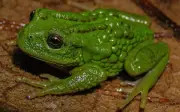 Spesies Katak Baru Bawa Telur di Belakang Ditemui di Peru