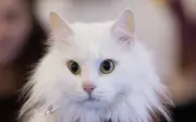 Syarikat Jepun mohon kelulusan ubat penyakit buah pinggang kucing