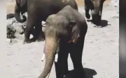 Tiga Gajah Dipindah ke Zoo Jepun Kekal Milik Zoo Taiping, Kata Exco Perak