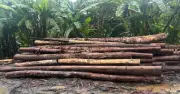 Tujuh ditahan, lebih RM1 juta dirampas di kilang kayu Kuala Krai