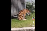 Video harimau Malaya kurus di Jepun timbulkan kebimbangan kebajikan haiwan