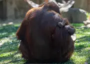 Video pertama orang utan Sumatera guna jambatan kanopi