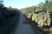 Warga Emas 69 Tahun Maut Ditindih Gajah Liar di Ladang Sawit Lahad Datu