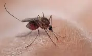 WHO luluskan rawatan malaria pertama untuk bayi dan kanak-kanak
