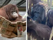 Zoo Jepun-Jalinan Indonesia: 'Omiai' Orangutan Borneo untuk Selamatkan Spesies Terancam