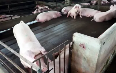 30 ladang babi di Kuala Langat dihentikan secara berperingkat