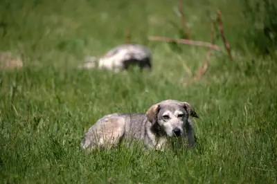 Anjing dituduh picu tembakan senapang patah di Nebraska, cedera wanita