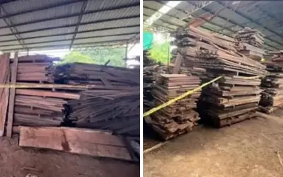 Enam Ditahan, PGA Rampas Kayu Balak dan Papan Lebih RM1.1 Juta