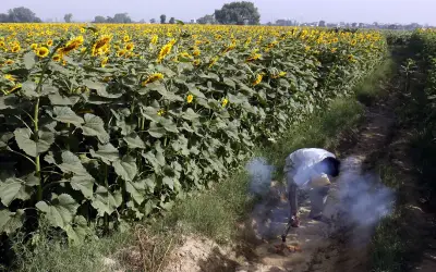 India timbang naikkan duti import minyak masak untuk bantu petani