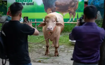 Kerbau 'Donald Trump' Bangladesh Tarik Perhatian Ramai