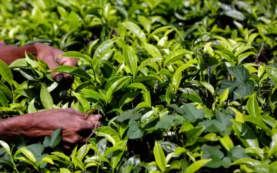 Konflik Timur Tengah ganggu industri teh Sri Lanka, tingkatkan tekanan ekonomi