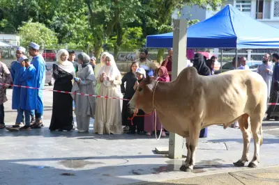 Lebih 27,000 Lembu Thailand Diimport untuk Aidiladha, Melepasi Kuarantin Ketat