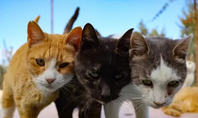 MBPP cadang program TNR kawal populasi kucing liar di Pulau Pinang