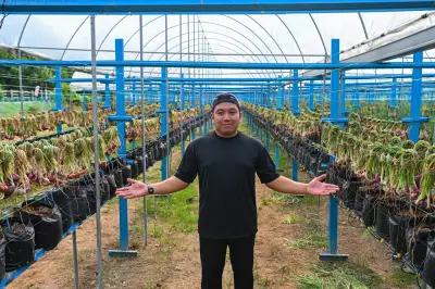 Petani Muda Negeri Sembilan Kembangkan Ladang Bawang Merah Kurangkan Import