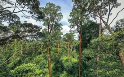 Sarawak kekal 6 juta hektar hutan simpan kekal