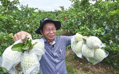 Selepas Tujuh Tahun Cabaran, Usahawan Guava Premium Akhirnya Berjaya di Perak