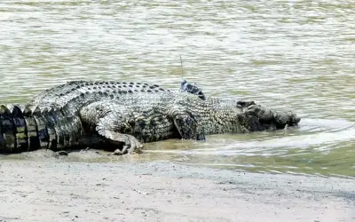 Warga emas cedera diserang buaya ketika jala udang di Sg Linggi