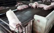 30 ladang babi di Kuala Langat dihentikan secara berperingkat