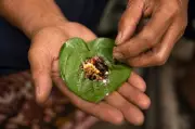 Adat makan sireh pudar dalam kalangan belia Orang Asli