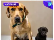 Anjing 'Brave' sertai unit K9 Bomba, Putrajaya peruntuk RM2.4 juta tambah anjing pengesan