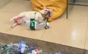 Anjing French Bulldog Xiaobai Kembali Kumpul Botol Selepas Cubaan Racun
