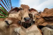Anwar sumbang lembu korban kepada pengamal media Pahang