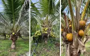 Baja Organik IWK: Alternatif Mampan untuk Pekebun Kecil Hadapi Krisis Baja Global