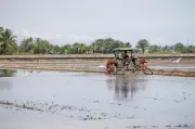 Bayaran Awal RM200 Sehektar Untuk Petani Padi Semenanjung Mulai 19 Mei