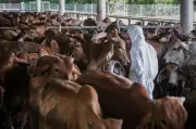 Bekalan Ternakan Negara Mencukupi untuk Aidiladha, KPKM Beri Jaminan