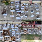 Bekas renjer hutan simpan koleksi haram bahagian hidupan liar di Tuaran