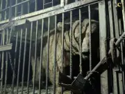 Beruang di Armenia diselamatkan dari sangkar, diberi kuki dan Coca-Cola