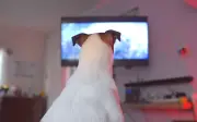 Bolehkah TV Hibur Anjing Semasa Anda Tiada di Rumah?