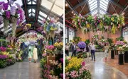 BUNGA 2026 Pamer Keindahan Orkid Asia di Genting Highlands