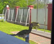 Burung enggang lucukan anggota bomba Lutong dengan ketukan tingkap