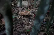 Cendawan susu harimau 'pupus' kembali ke hutan Perak projek konservasi Orang Asli