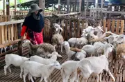 Dari bilik bedah ke ladang ternakan: Dr Saedah cari ketenangan baharu