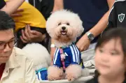 Demam Piala Dunia Singapura: Koleksi Jersi Anjing Pertama Adidas