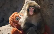 Dua warga AS ditahan di Jepun kerana masuk kandang monyet di zoo