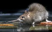Empat kes kencing tikus dikesan, kawasan rekreasi Kuala Pilah ditutup
